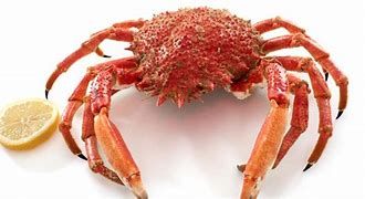 On la trouve quasiment toute l'année, sauf pendant la période de fermeture de la pêche (du 1er septembre au 15 octobre). Les pics de production se situent entre février à fin juillet. 
https://cuisine.journaldesfemmes.fr/encyclopedie-produits/2723341-ar