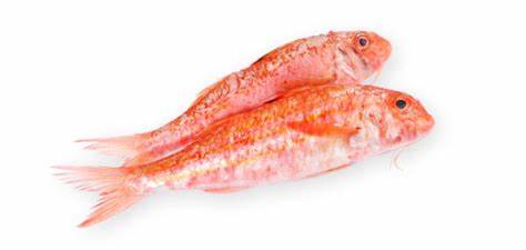 Le rouget barbet est disponible toute l'année sur nos étals.

https://www.cuisineaz.com/articles/rouget-barbet-2554.aspx