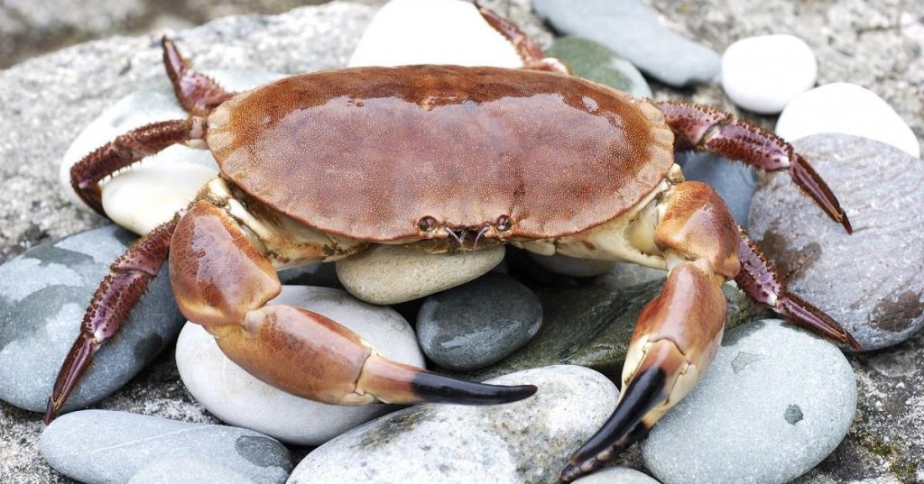 Le crabe, en particulier le tourteau, se déguste en fin de printemps et en été, du mois de mai au mois d'août. 
https://cuisine.journaldesfemmes.fr/encyclopedie-produits/1948811-crabe/